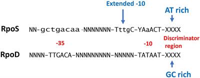 Function, Evolution, and Composition of the RpoS Regulon in Escherichia coli